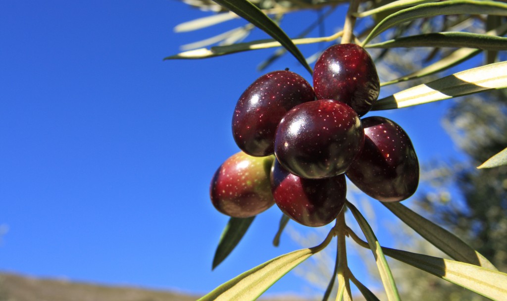Variedades Aceituna (68)