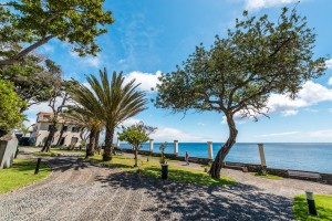 Promenade mit Palmen und Bäumen Madeira