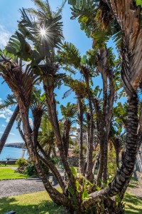Palmen an Promenade Madeira