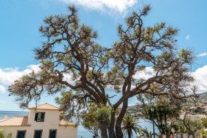 Baum und Meerblick Madeira