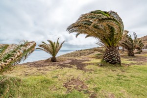 Palmen im Wind Ponta de Sao Lourenco