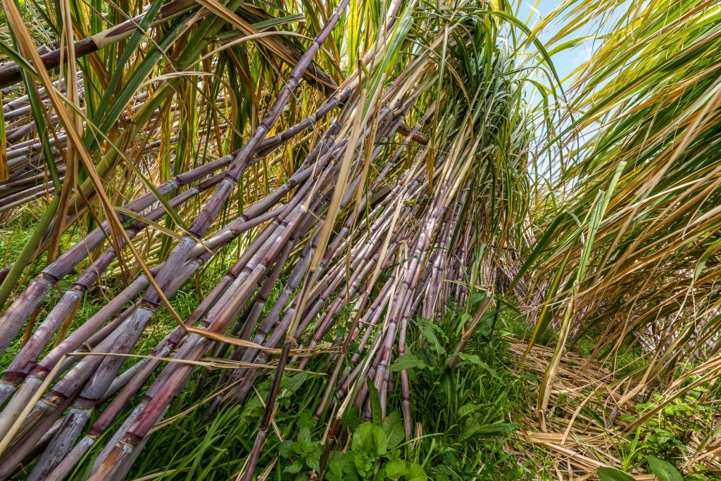 Zuckerrohr auf Madeira