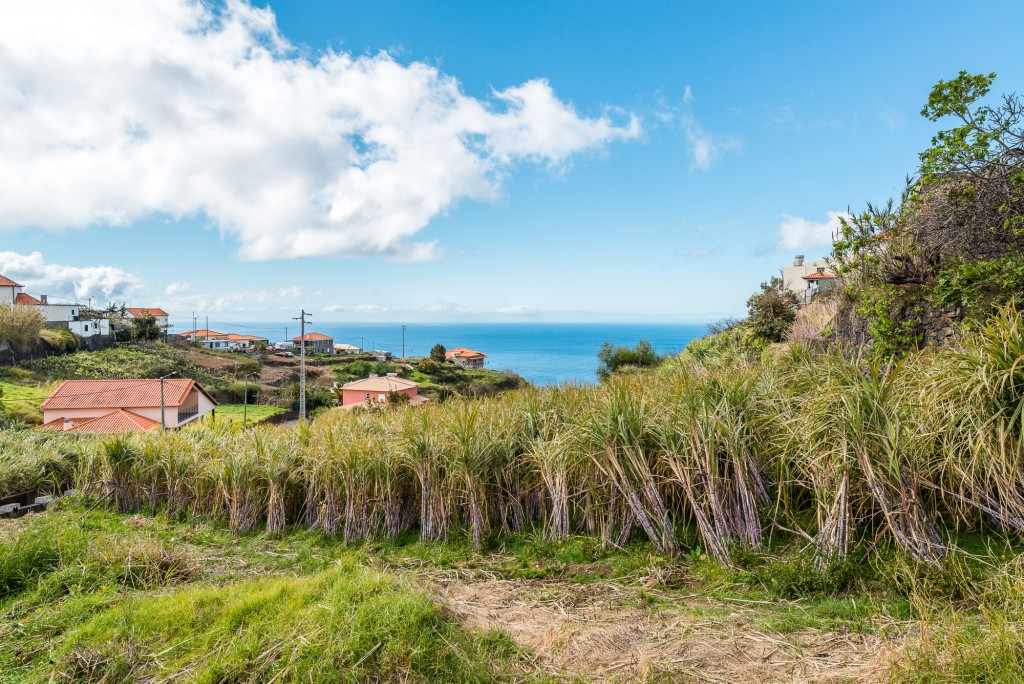 Zuckerrohrfeld mit dem Meer und einer Ortschaft im Hintergrund