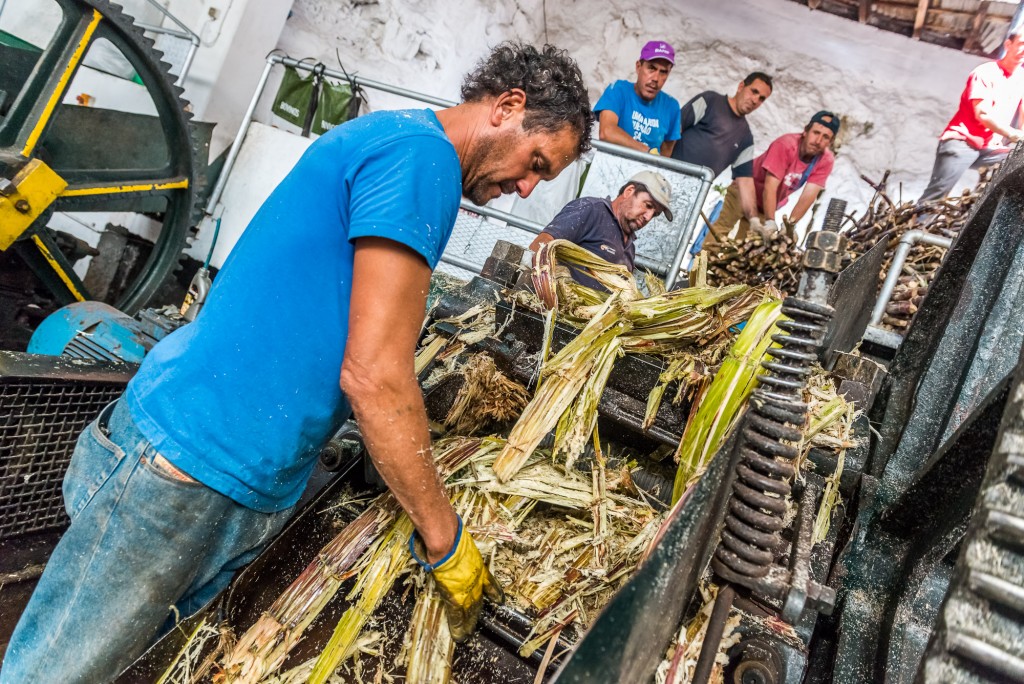 Arbeiter Zuckerrohr Verarbeitung Madeira
