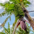 Palme Bananen Plantage Madeira besuchen