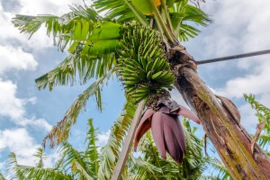 Palme Bananen Plantage Madeira besuchen