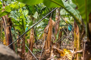 Bananenplantage auf Madeira