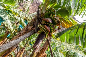 Bananen an Staude Madeira