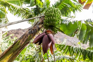 Bananen auf Madeira