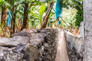 Steinmauer Bananenplantage Madeira