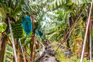 Stauden in Bananenplantage Madeira