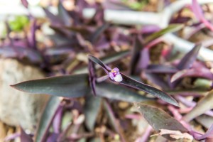 Blume Madeira