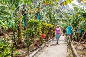 Frau in Bananenplantage Madeira