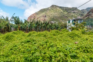 Bananenplantage Madeira