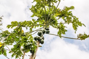 Papaya Baum Madeira
