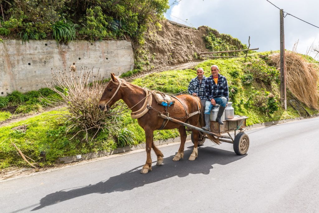 Pferdewagen Azoren Sao Miguel