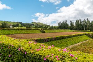 Felder und Blumen im Osten von Sao Miguel Azoren