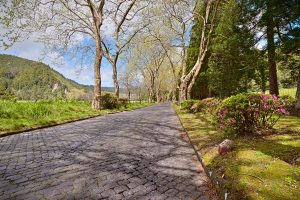 Allee in Furnas Sao Miguel Azoren