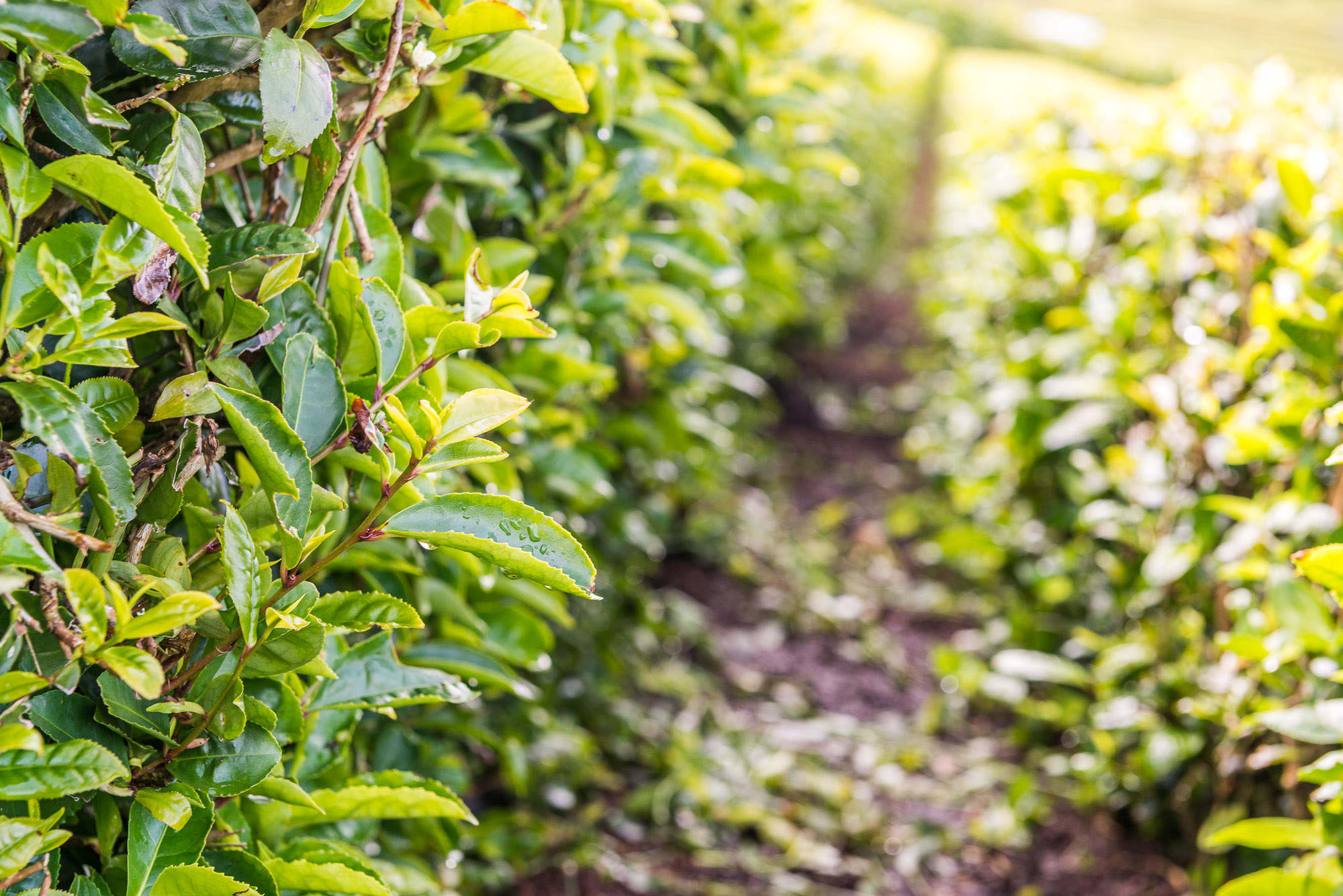 Tee Plantage besichtigen