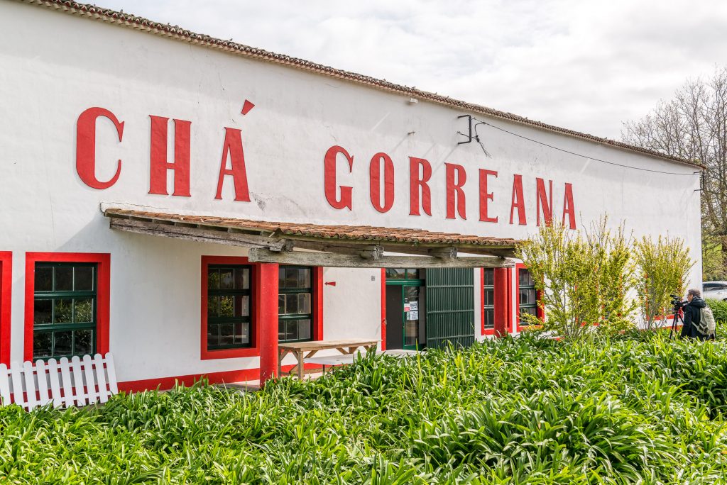 Teeplantage auf São Miguel - Chá Gorreana