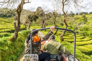 Traktor fährt durch Teeplantage Azoren Sao Miguel