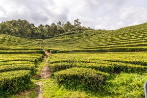 Weg durch Teeplantage Azoren Sao Miguel