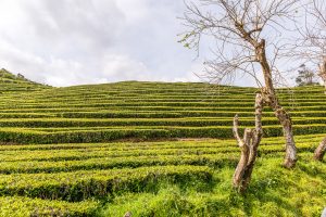 Bäume in Teeplantage Azoren Sao Miguel