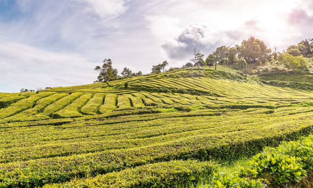 Teeplantage - São Miguel