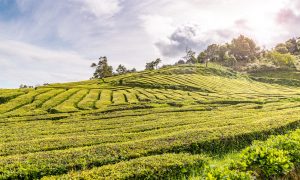 Teeplantage Cha Gorreana Azoren Sao Miguel