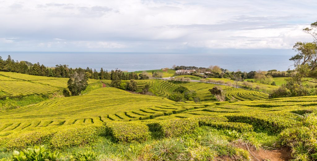 Teeplantage mit Meerblick - Azoren São Miguel