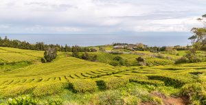 Teeplantage mit Meerblick Azoren