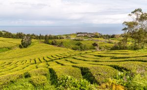 Blick über Teeplantage bis Meer Cha Gorreana Azoren Sao Miguel