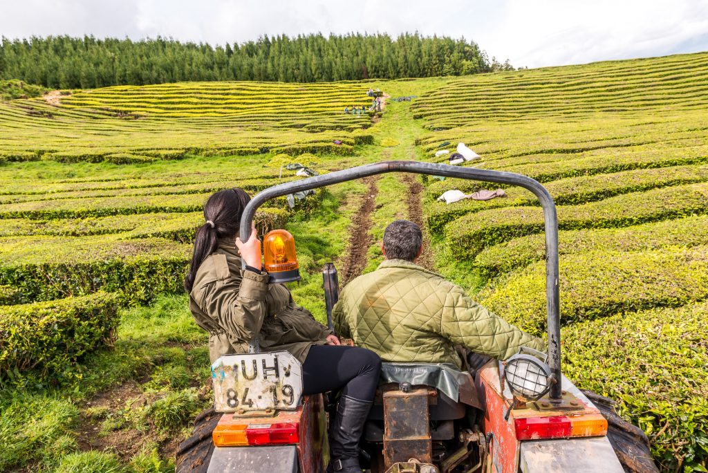 Trecker auf Feldweg durch die Teeplantage 