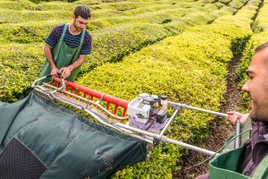 Erntegerät Teeplantage Arbeiter Azoren