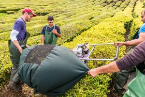 Arbeiter ernten Teepflanzen Cha Gorreana Azoren Sao Miguel