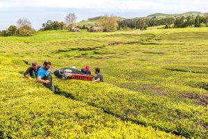 Arbeiter ernten Tee in Teeplantage Azoren Sao Miguel