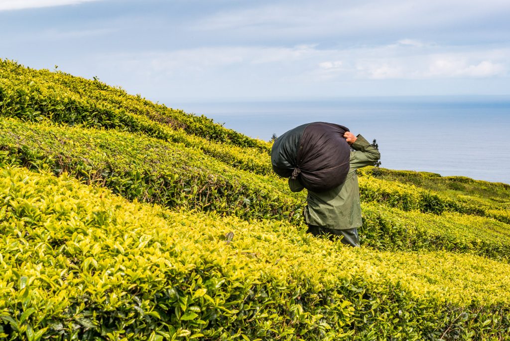 Teeplantage: Mann trägt Tee im Sack weg mit Meer im Hintergrund