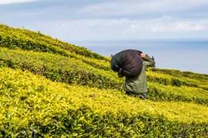 Arbeiter mit Tee in Plantage Azoren