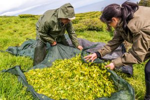 Arbeiter ernten Tee Teeplantage Azoren