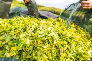Detailansicht Tee Ernte Teeplantage Azoren