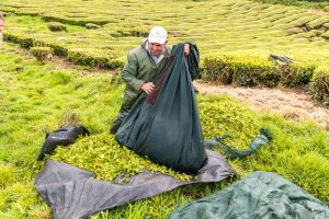 Arbeiter mit geerntetem Tee in Teeplantage Azoren Sao Miguel