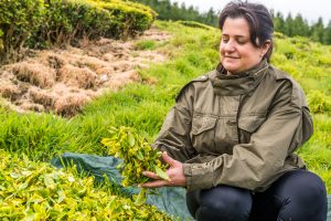 Frau in Teeplantage Azoren Sao Miguel