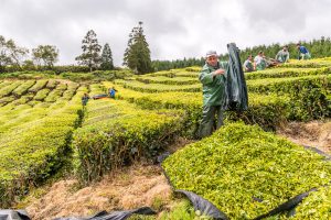 Arbeiter ernten in Teeplantage Cha Gorreana Azoren Sao Miguel