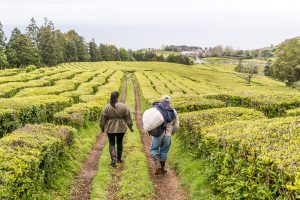 Arbeiter gehen durch Teeplantage Azoren Sao Miguel