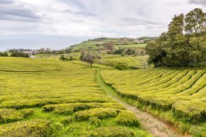 Weg durch Teeplantage Azoren Sao Miguel