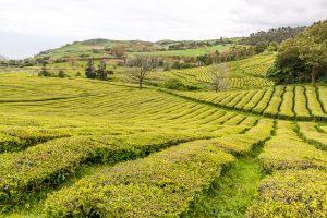 Azoren Sao Miguel Teeplantage