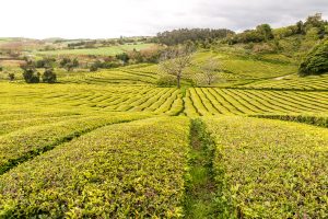 Cha Gorreana Teeplantage auf den Azoren