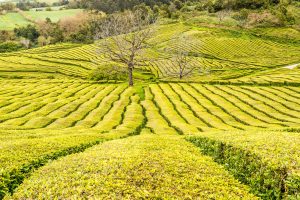 Teeplantage Cha Gorreana Azoren Sao Miguel