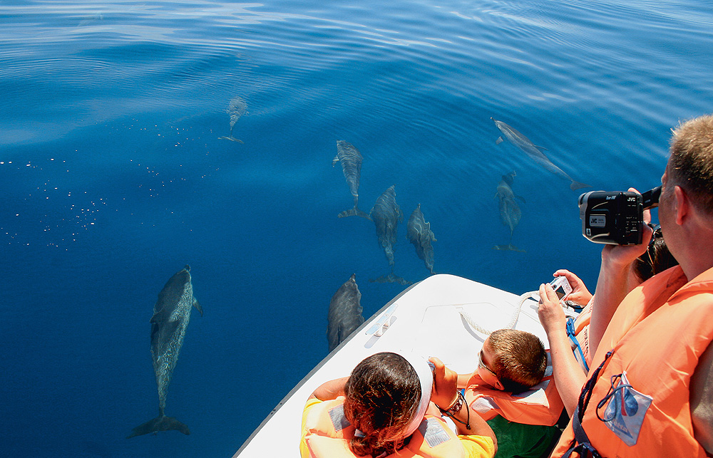 Whale Watching auf den Azoren - Delfine schwimmen im Wasser 