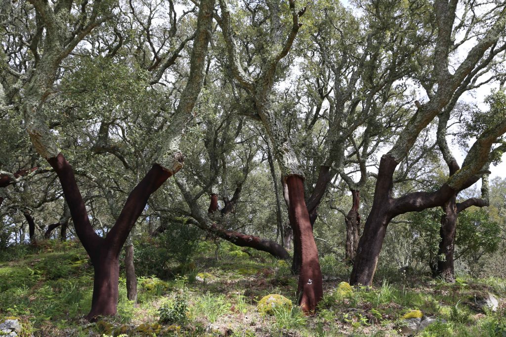 Korkeichen im Alentejo